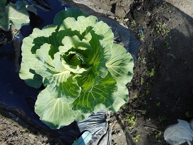 野菜の様子を見て追肥しましょう！