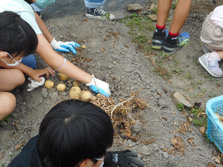 下島と上足洗でジャガイモの収穫祭を開催しました！