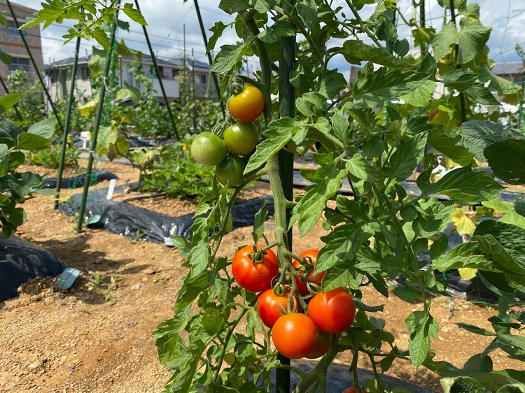 野菜は実が大きくなりすぎる前に収穫しましょう！