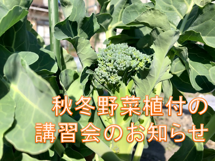 【要チェック】秋冬野菜植付の講習会のお知らせ
