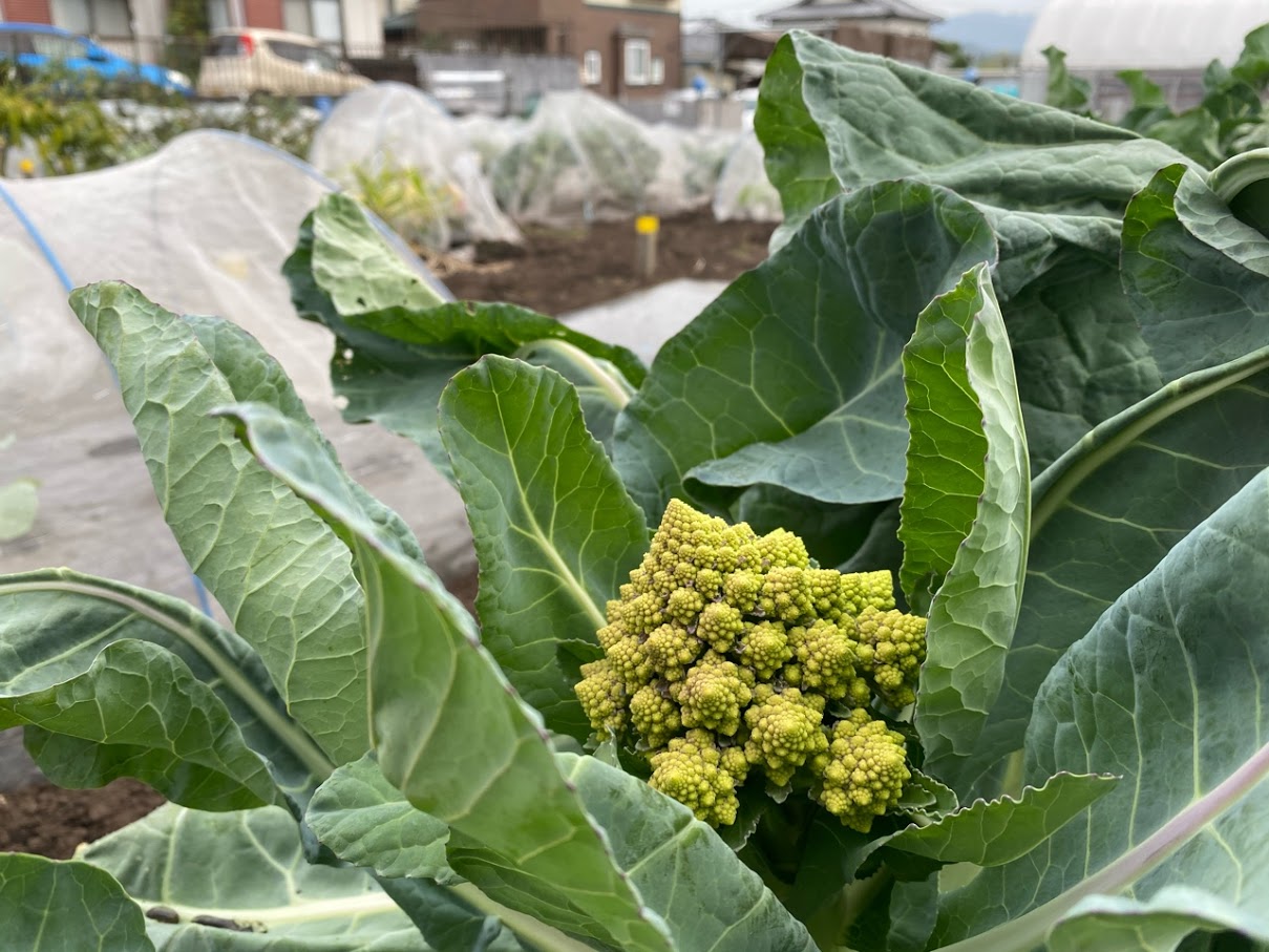 追肥は11月中に済ませましょう！害虫チェックもお忘れなく。