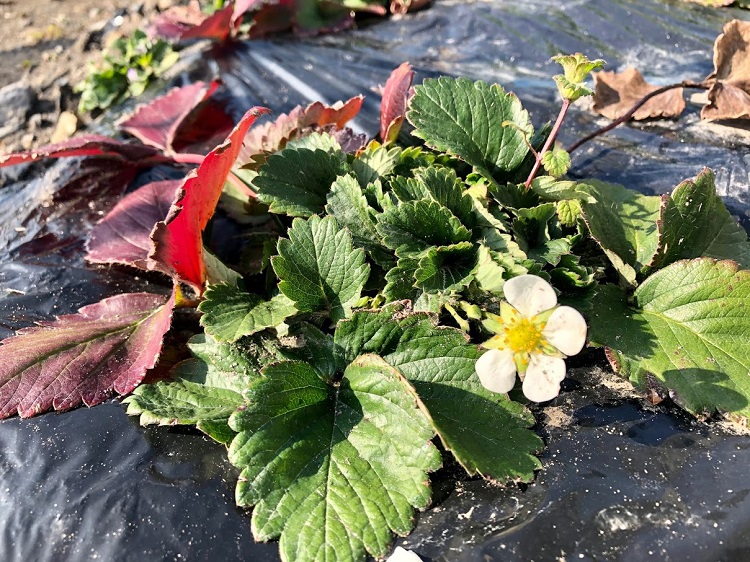 イチゴの花、残しておいて大丈夫な時期になりました