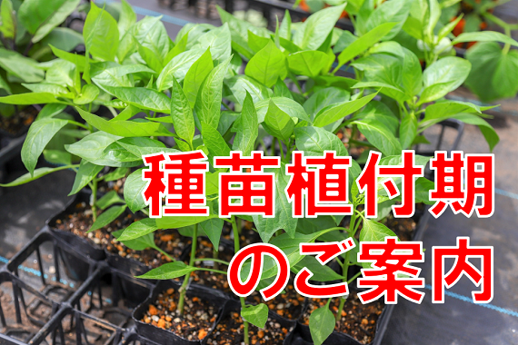 夏野菜植え付け時期のご案内