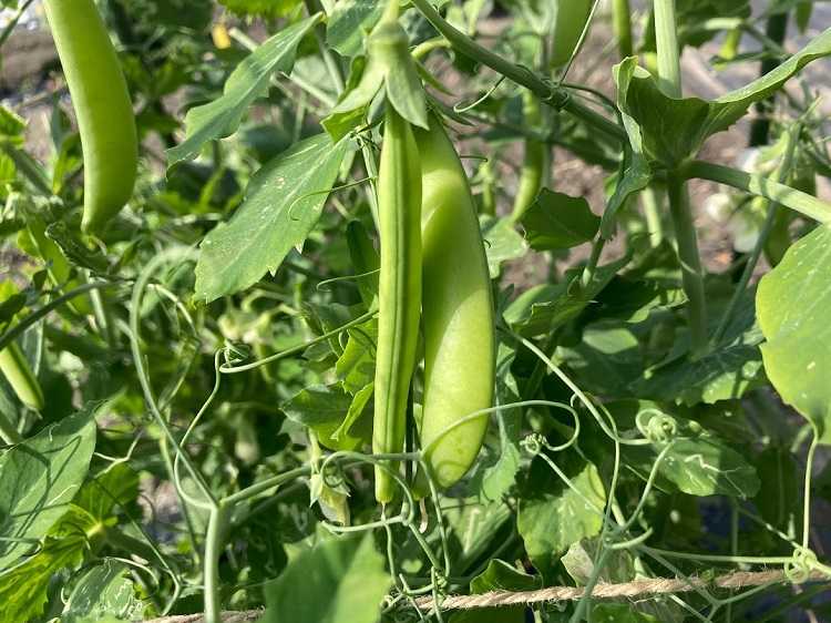 秋冬選択野菜のご紹介