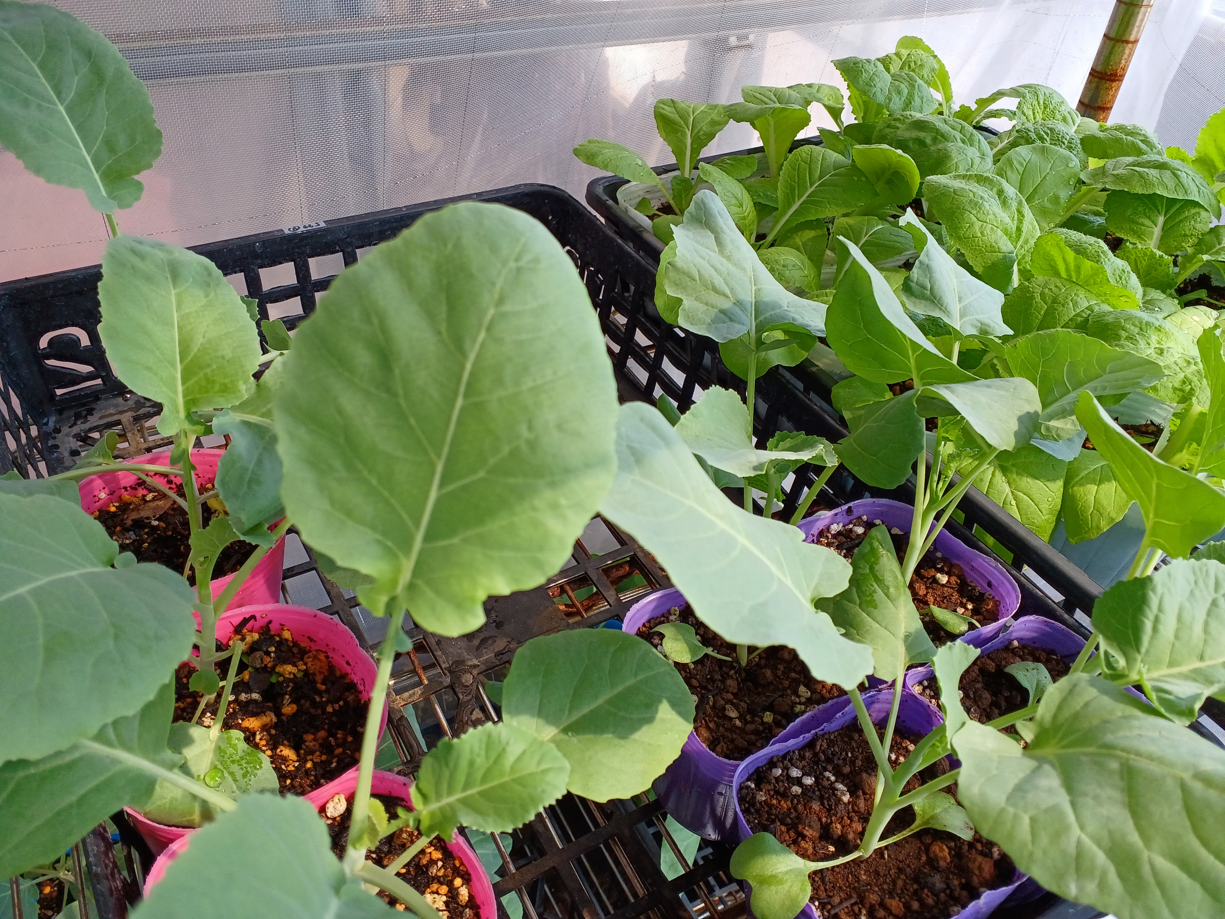 秋冬野菜の種まき・苗の植え付けをしました！